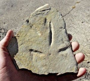 One very nice, large  Fossil Bird Track • Bird disco on back