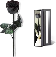 Black Preserved Roses for Delivery - Single Flower Gifts for Her