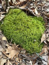 Live Terrarium Moss Sampler Pack Natural Assortment