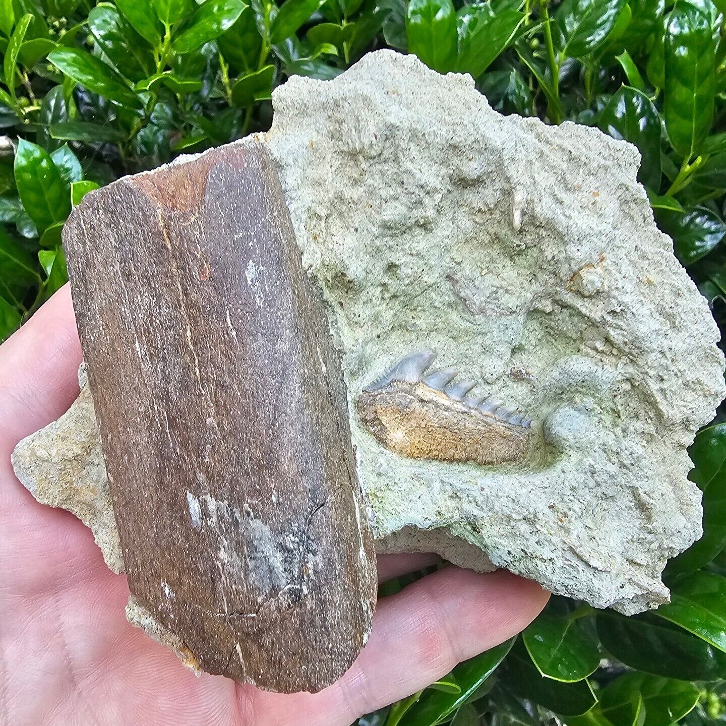 Phenomenal Hexanchus Andersoni Cow Shark Tooth In Matrix With Fossil Rib