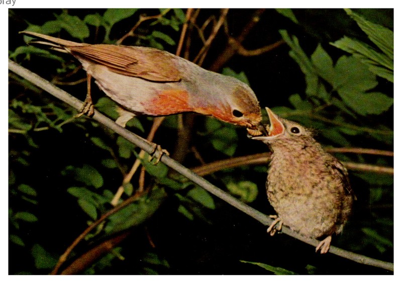 BEAUTIFUL VINTAGE POSTCARD   ROTKEHLCHEN MIT JUNGEN ( ROBIN WITH YOUNG)