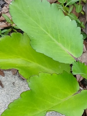 Fresh Leaf of Life / Miracle Leaf Leaves. Grown without Pesticides or Chemicals.