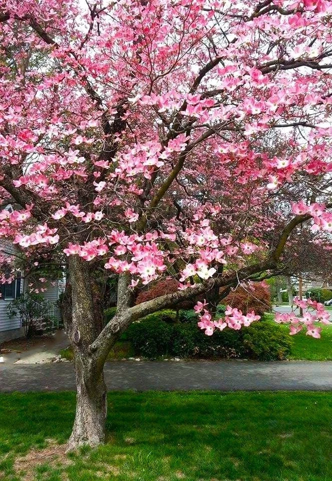 Розовый кизил цветущее живое дерево 3-4 фута высотой, голый корень, дерево для всех сезонов - Изображение 4 из 4