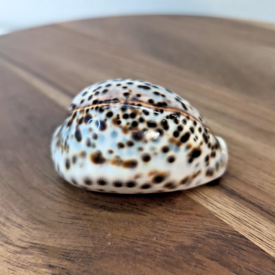 Natural Tiger Cowrie Seashell (Cypraea Tigris)   3'' x 2''   Ocean Treasure 