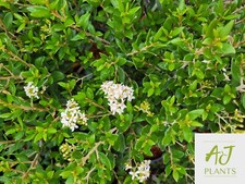 Olearia x haastii - Daisy Bush - 3 Litre Pot