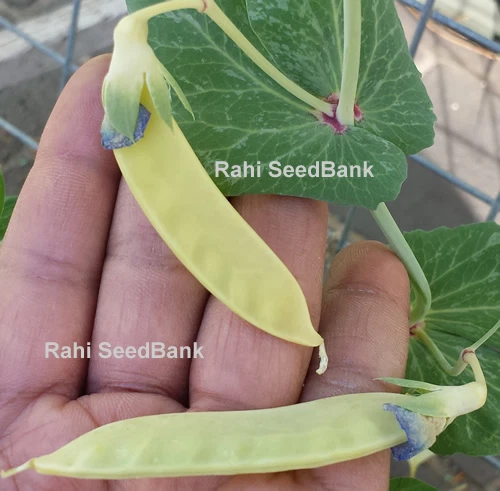 Golden-Yellow Snow Peas - A Rare & Most Desired Beautiful Peas Variety - 5 Seeds - Picture 4 of 12