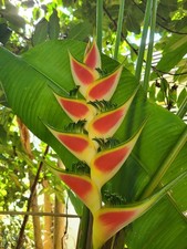 Easter Heliconia Rhizome H. Wagneriana tropical flower landscaping plant