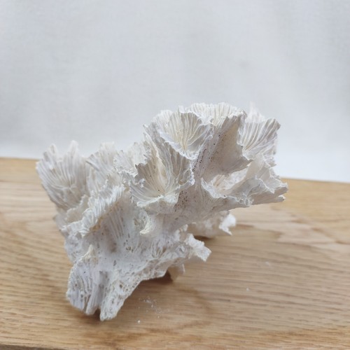 Hibiscus Coral 10.5oz Home Decor Coral Reef 5.5"x5"x4" - Picture 14 of 16