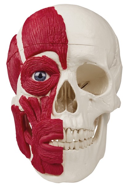 Anatomisches Modell, SchäDel Mit Muskulatur Halbseitig, SchäDeldach Abnehmbar-image