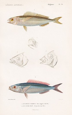 Caesio tile Box vulgaris fish fishes Fische Stahlstich engraving Cuvier 1849
