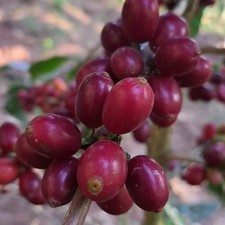 120 Geisha Green Tip Coffee Seedss Coffea sp. Certificate