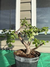 Dwarf Jade Pre Bonsai