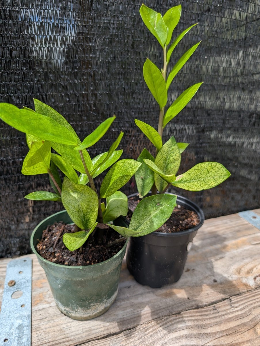 ZZ Plant Chameleon Zamioculcas zamiifolia Rare Color Changing ZZ Plant Chameleon Zamioculcas zamiifolia Rare Color Changing