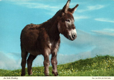 AK Esel, An Irish Donkey, John Hinde Original (1473)