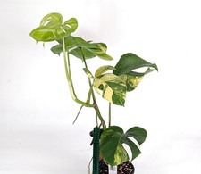 Monstera Aurea Tricolor - Approx 2ft Tall - Mature Exact