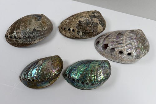 New Zealand Abalone Shells Paua Iridescent Decorative Nautical Seashell Lot 5