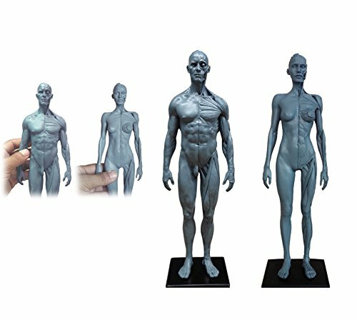 11 inch Human Anatomical Model Art Anatomical Figure Gray Female+Male US STOCK