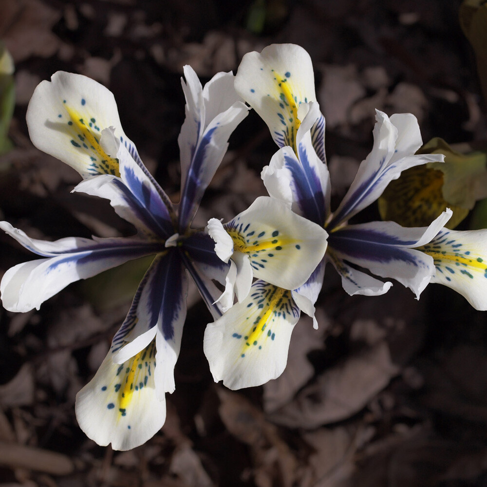 T&M Iris Eyecatcher Garden Border & Patio Plant Hardy Bulb Flowering