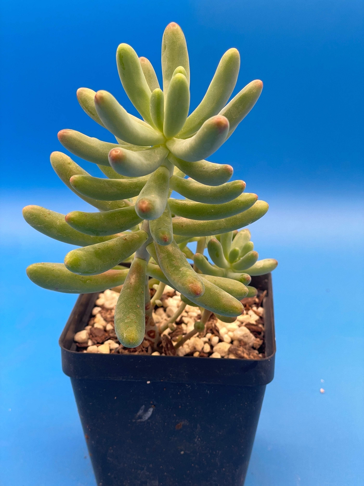 Sedum Pachyphyllum - Jelly Beans Sedum - Ships in 3.5” pot