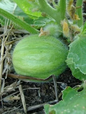 Rare!!! Mandurian Round Cucumber - Delicious, Crisp, Juicy, Sweet Flesh!!!!!! (2