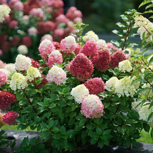 HYDRANGEA 'LITTLE LIME PUNCH' -PLANT - APPROX  5-6 INCH
