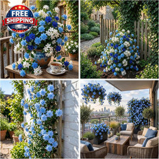 100 Climbing Jasmine Flower Seeds for Planting Fragrant Plant Seeds Non-Gmo Gar