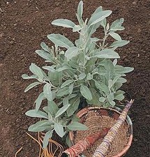 White Sage Seeds Hard to Find