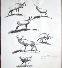 1942 BAMBI WALT DISNEY deer ORIGINAL PRODUCTION cel drawing PHOTO MODEL SHEET