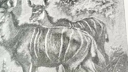 ANTÍLOPE AFRICANO KUDU KOODOO Auténtico Siglo XIX 1885 IMPRESIÓN LITOGRÁFICA Specht - Imagen 5 de 7