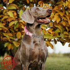 Martingale Dog Collar Chain Pink Daisy L No-Pull