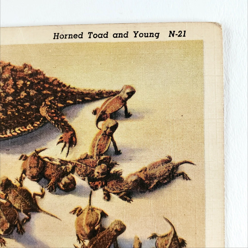 Horned Lizard Horny Toads Postcard 1940s Linen Southwest Desert Animals Art B687 - Image 3 of 4