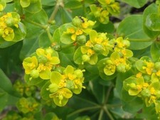 Euphorbia Lathyris - Caper Spurge Seeds, Mole Plant,-15 seeds