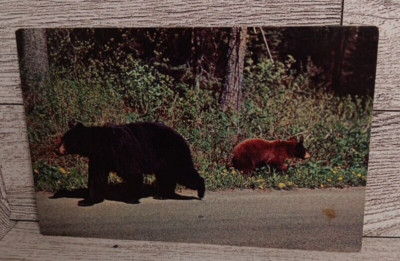 Vintage Postcard Mother And Her Bear Cub Chattanooga Tennessee Ephemera Souvenir