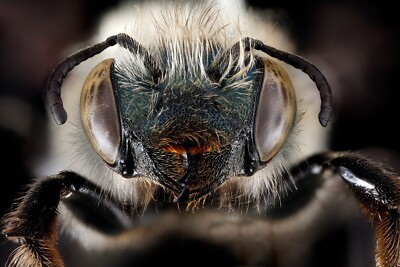 Close Up Of A Cute Bee Face 4x6 Photo Reprint Color