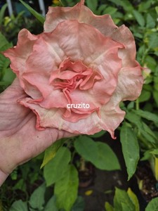 Brugmansia Bundle Angel Trumpets 4 Plants