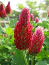 Crimson Clover Seed by Eretz- CHOOSE SIZE Willamette Valley, Oregon Grown