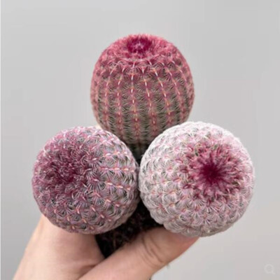 3heads cactus Succulent plant Echinocereus rigidissimus var. rubrispinus plant
