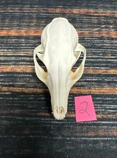 Real Grey Fox Unique Animal Mount Halloween Skull Art Craft Mountain Man Canine