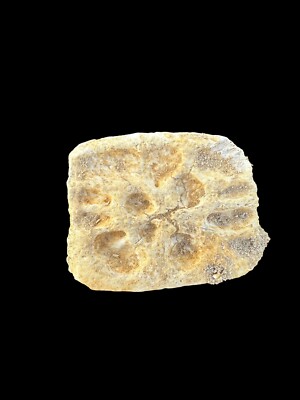 Nice Fossilized CROCODILE DERMAL PLATE   Authentic Prehistoric Relic, Morocco