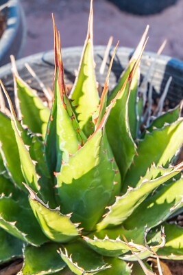 Large Rare Agave Montana, Mountain agave, Live Plant, Succulent, 15in wide