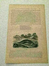 KP2) Cape Ring-tailed Vontsira Mongoose Animal Kingdom 1894 Engraving