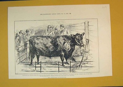 Alter antiker Druck 1888 Cattle Show Birmingham Scotch Polled Elena Wilken 19.