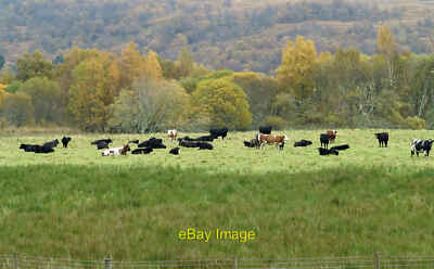 Photo 6x4 Field with cattle below B846 Bridge of Gaur The field lies belo c2012