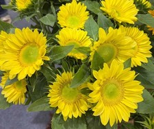 ProCut Lemon Lite Sunflower  New for 2026!  10 Seeds  Free Shipping!