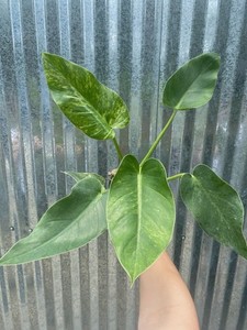 Philodendron Giganteum | eBay