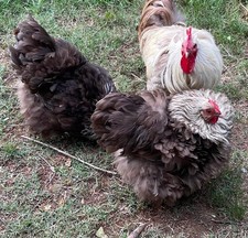 8 Chocolate Silver Laced English Orpington hatching eggs NO REFUNDS