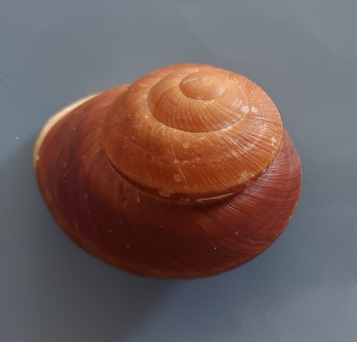 landsnail Ryssota otaheitana FREAK 72mm F+++ RARE OFFER - Picture 5 of 6