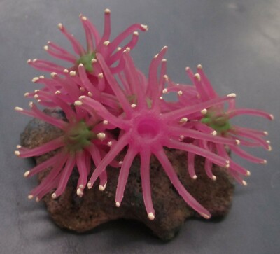 Aquarium Rock w/ Purple Anemones Artificial Decoration 4 x 3 x 3 inches size