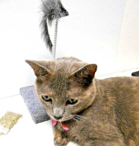 Safe Exerciser! Laser Cat & Kitten Toy - FREE ORGANIC CATNIP !! NEW !! - Picture 6 of 6