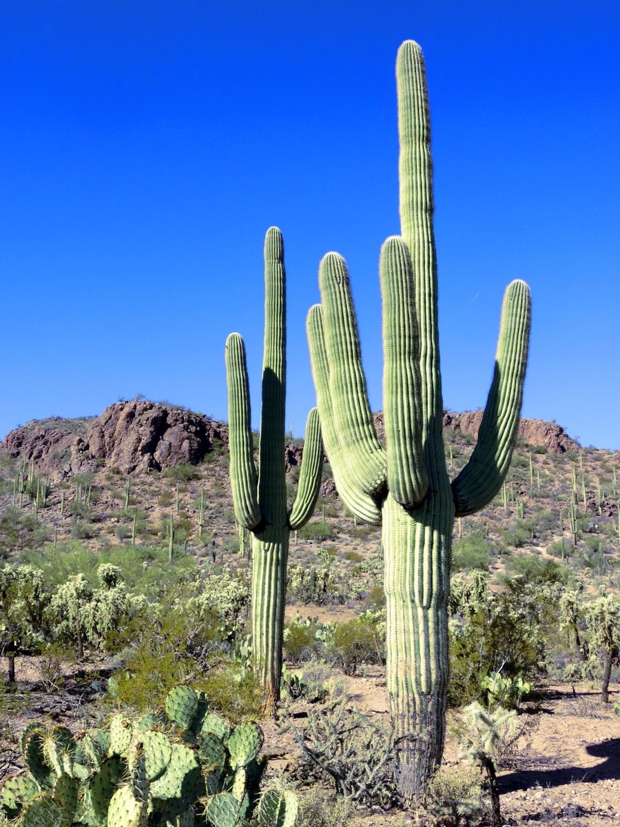 10 SAGUARO GIANT CACTUS SEEDS (Carnegiea gigantea) 